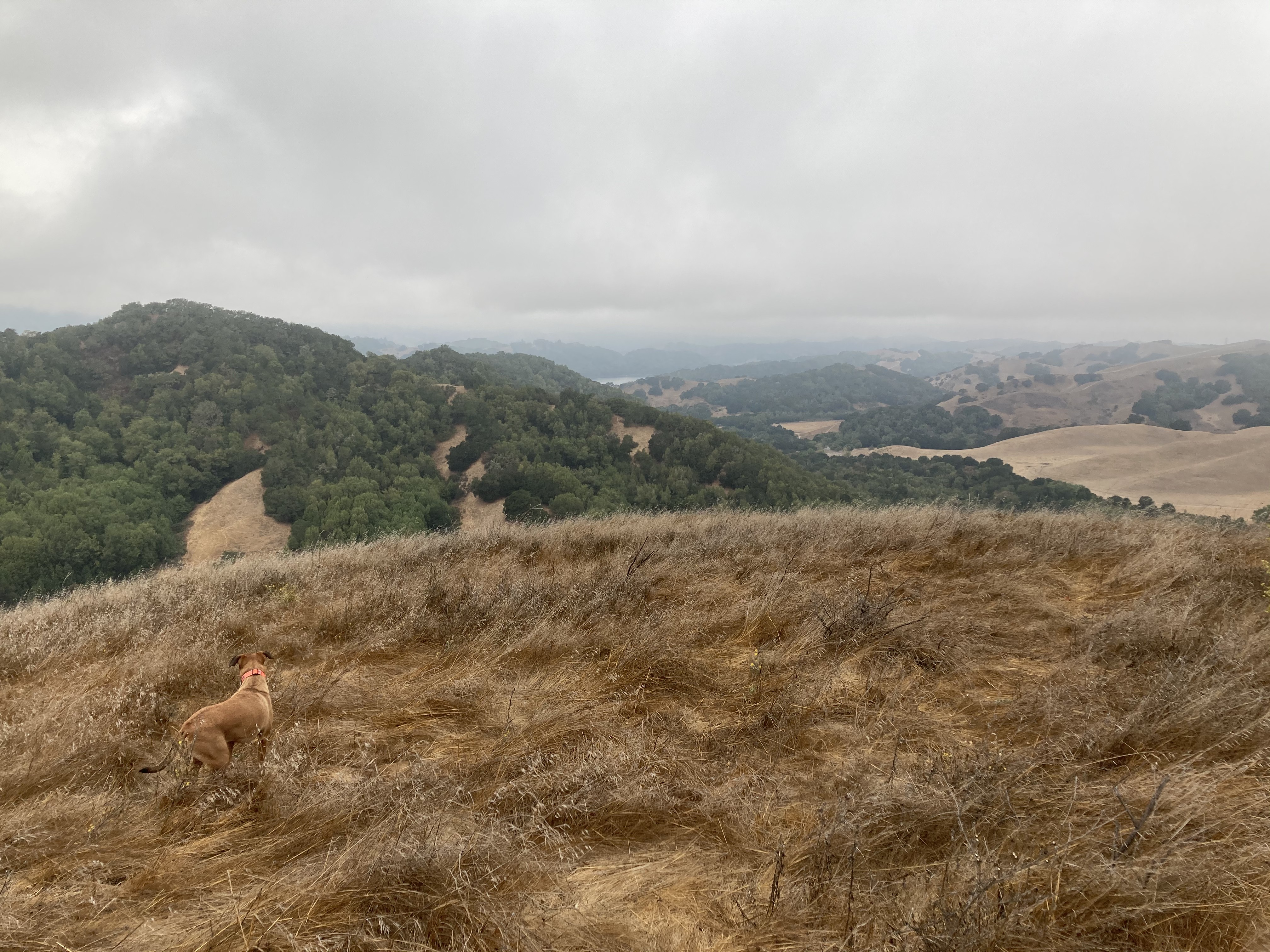 photo of landscape with dog